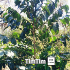 コーヒーの木の種子 ティムティム品種 10粒