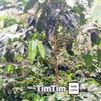 コーヒーの木の種子 ティムティム品種 10粒