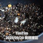 コーヒーの木の種子 ティムティム品種 10粒