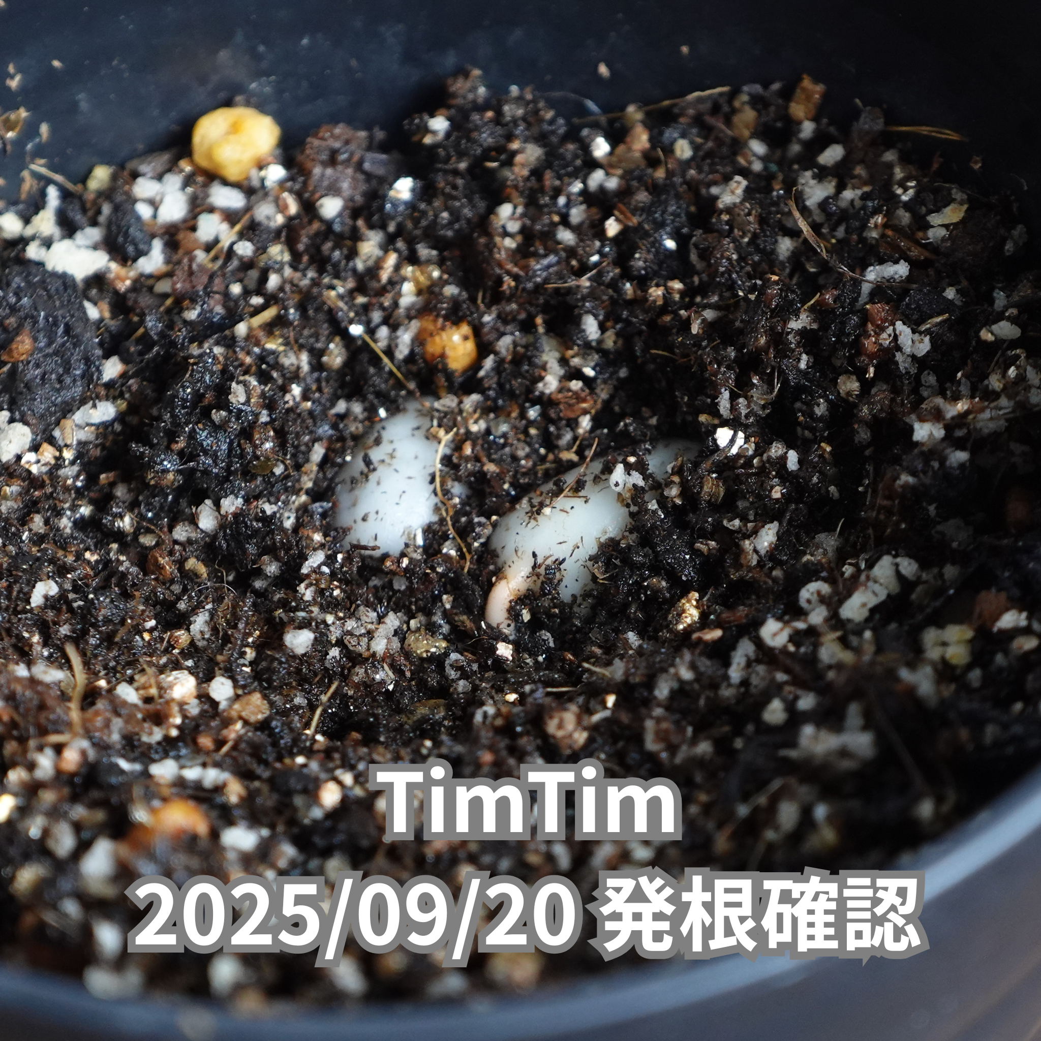 コーヒーの木の種子 ティムティム品種 10粒