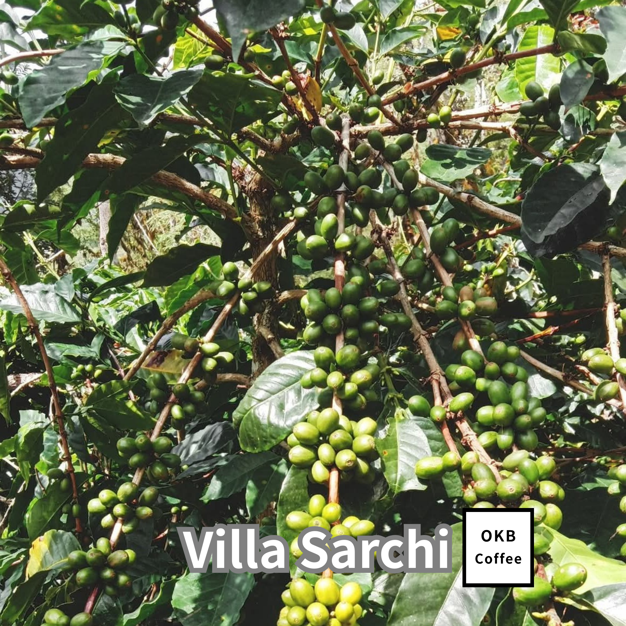 コーヒーの木の種子 ビジャサルチ品種 10粒