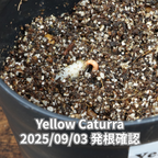 コーヒーの木の種子 イエローカツーラ品種 10粒