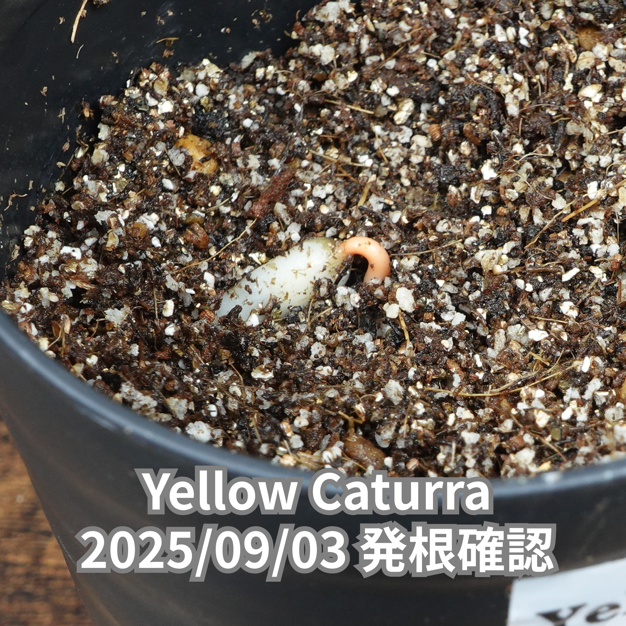 コーヒーの木の種子 イエローカツーラ品種 10粒