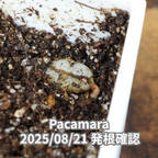 コーヒーの木の種子 パカマラ品種 10粒